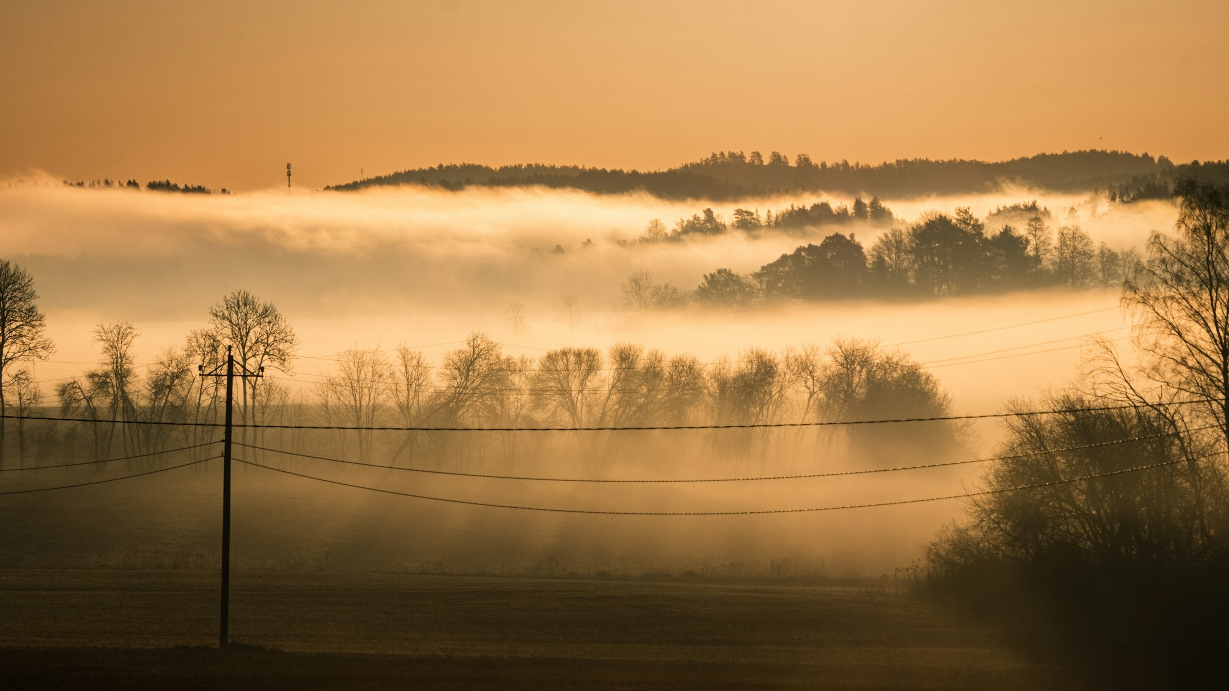 Low sun shining through fog among tall trees