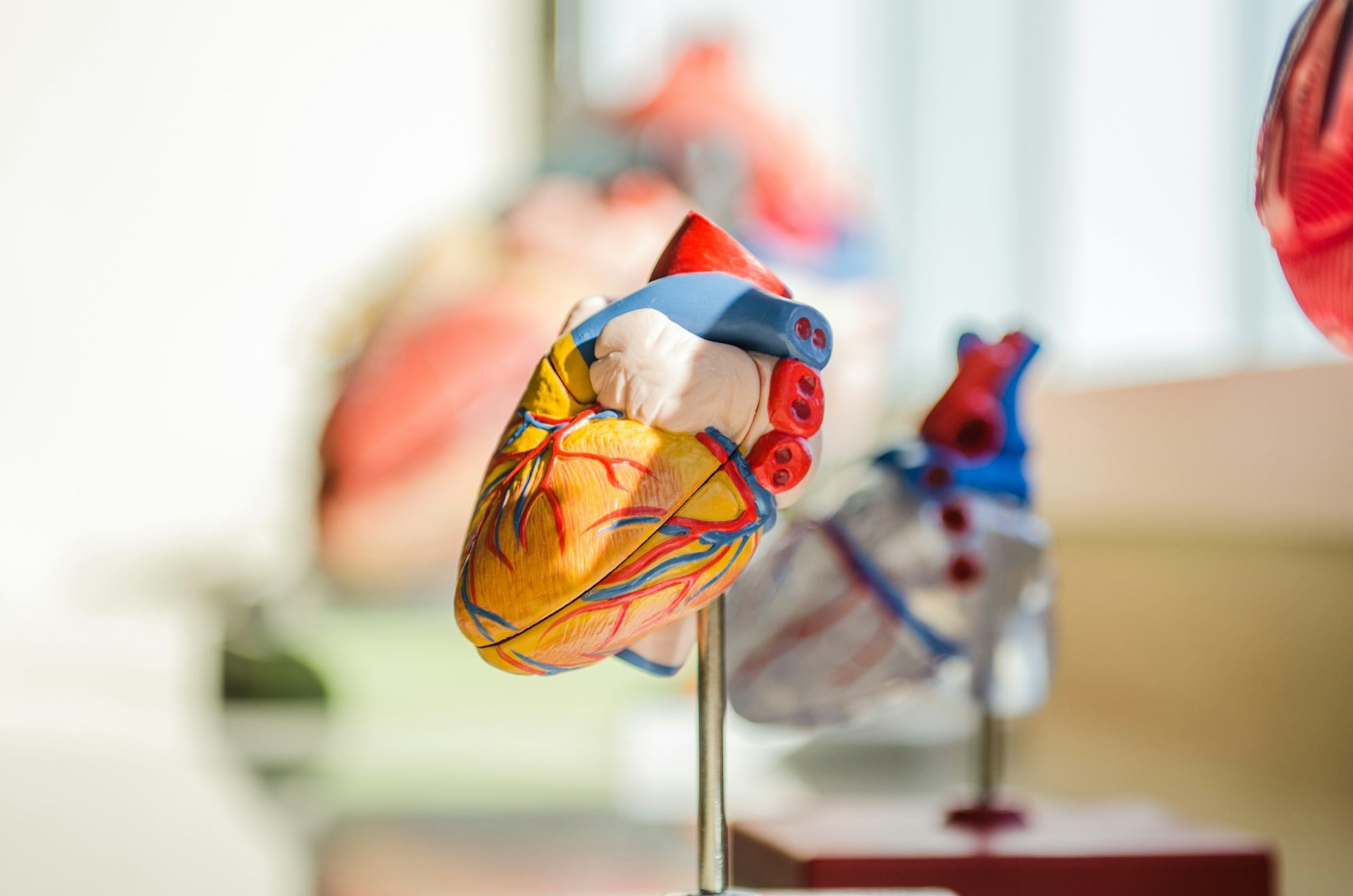 The Critical Role of Heart Screenings